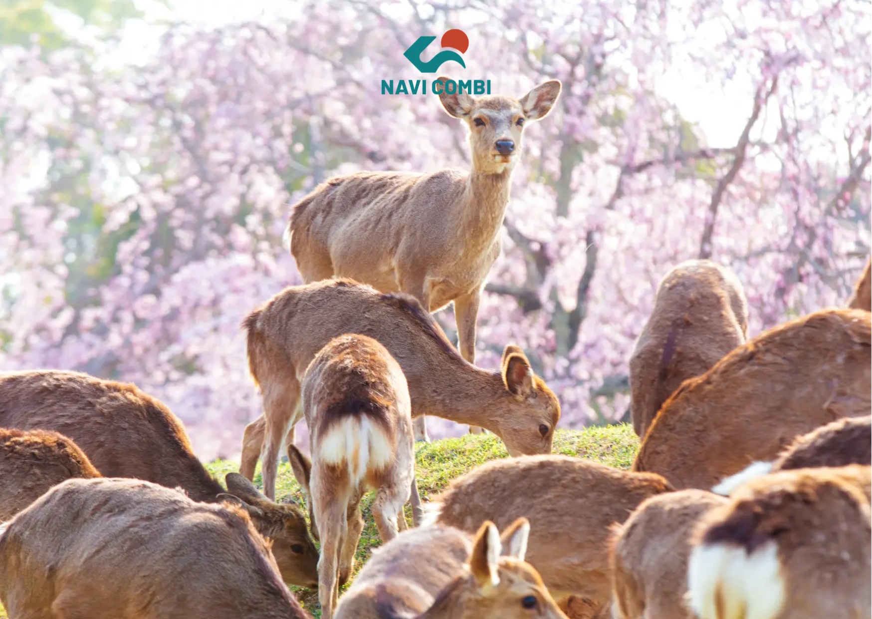 Đàn nai và hoa anh đào tại nara park mùa xuân