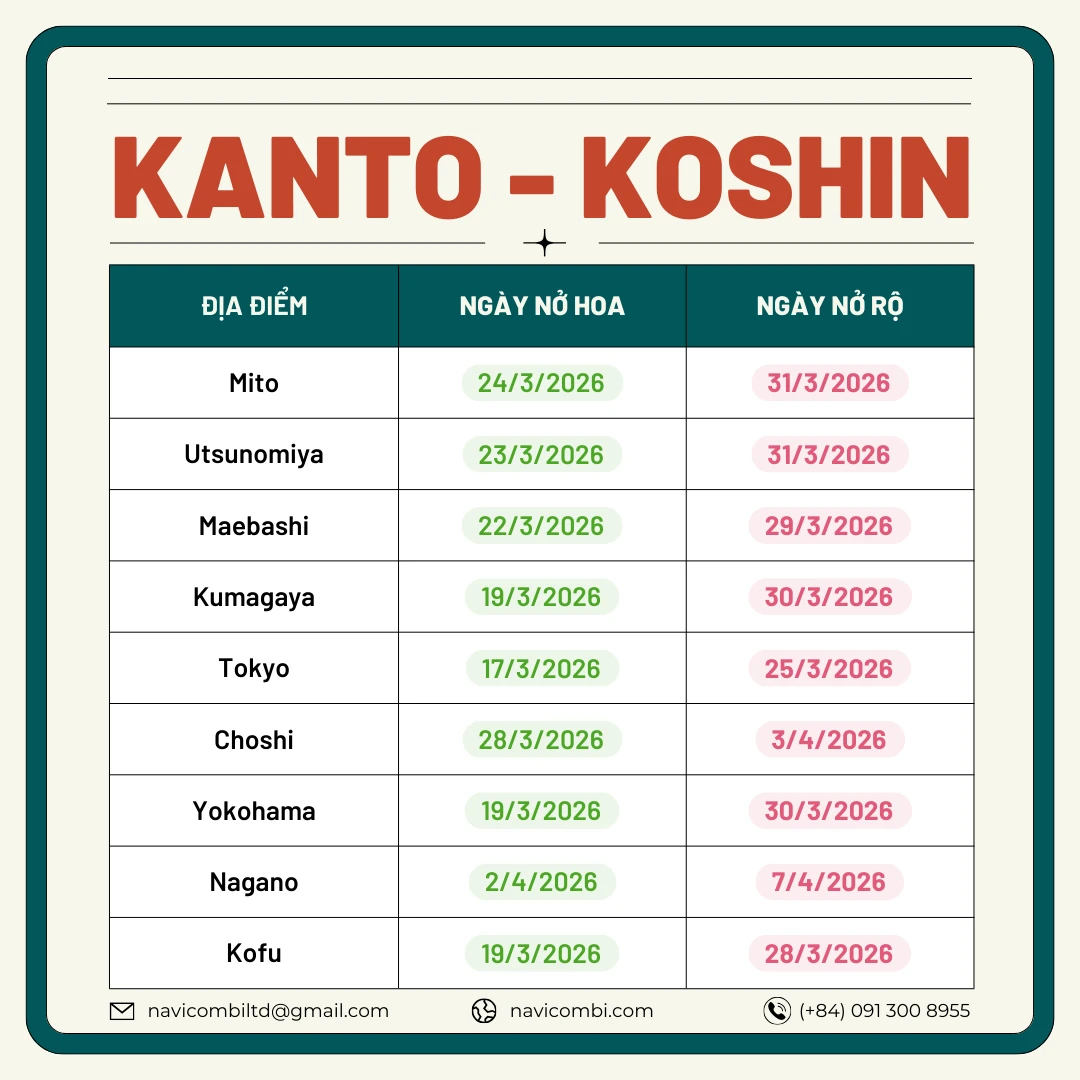 Lịch nở hoa anh đào vùng Kanto 2026