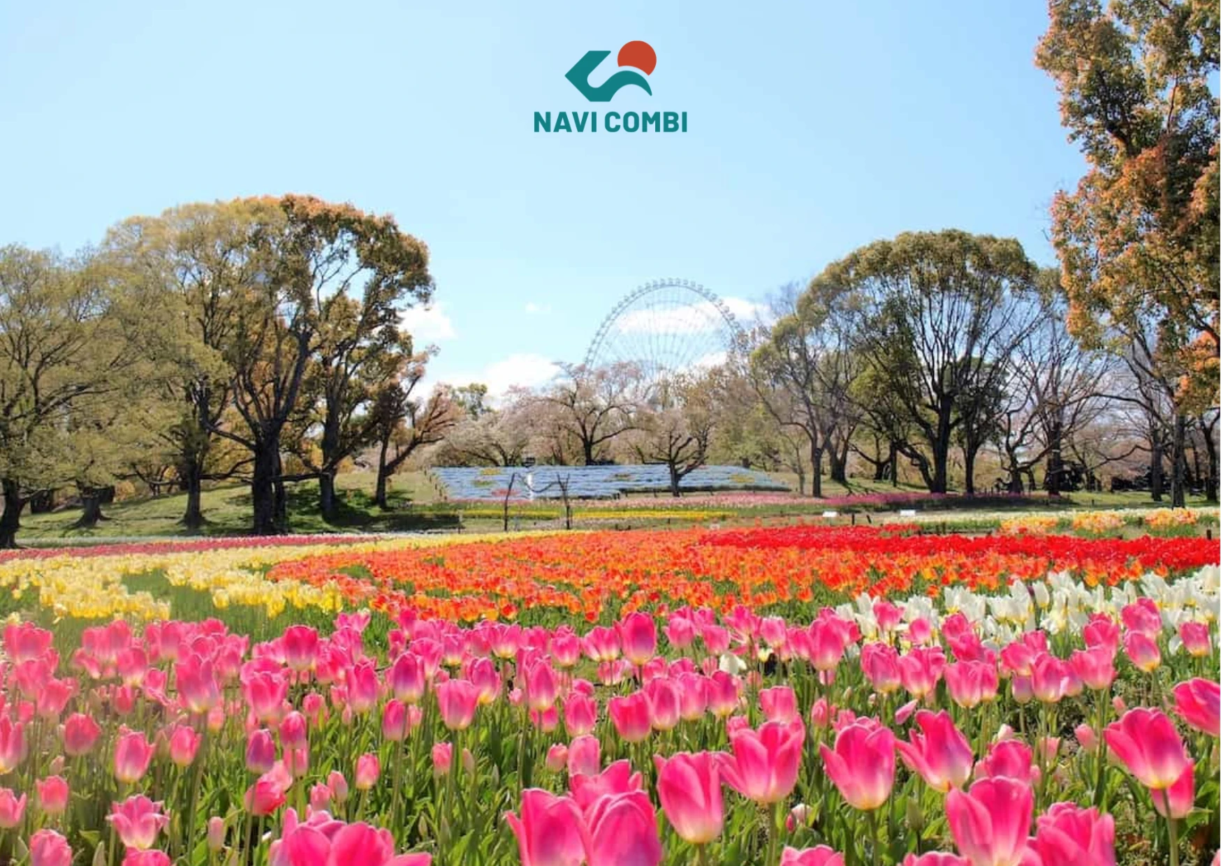 Vườn hoa tulip rực rỡ tại công viên kỷ niệm expo '70