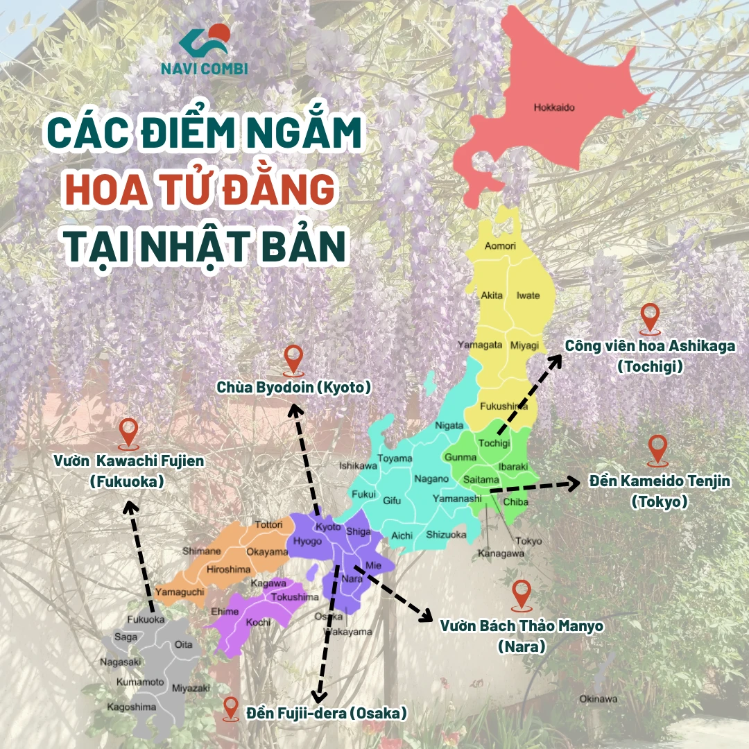 TOP 6 ĐỊA ĐIỂM NGẮM HOA TỬ ĐẰNG Ở NHẬT BẢN ĐẸP NGỠ NGÀNG