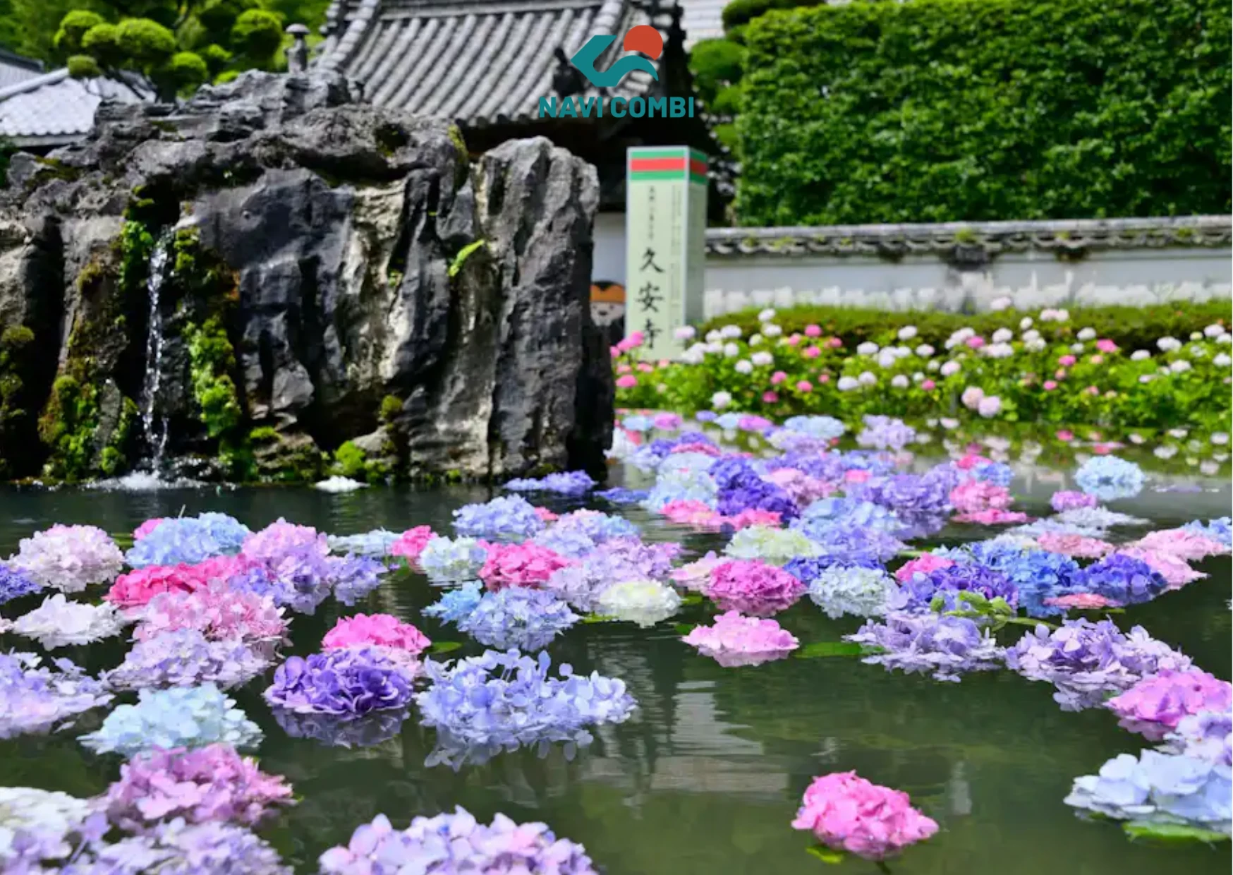 chùa Kyuanji Osaka hoa cẩm tú cầu